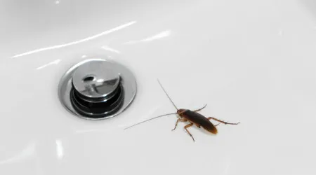 Depois de saber este truque, nunca mais terá baratas em casa