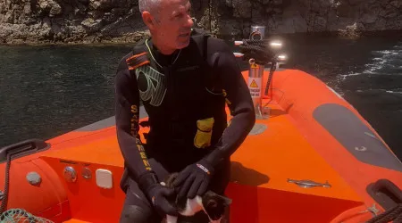 Gato isolado em arriba resgatado no concelho de Aljezur. Eis o momento