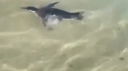 Pinguim surge a nadar em praia do Rio de Janeiro. Veja o vídeo