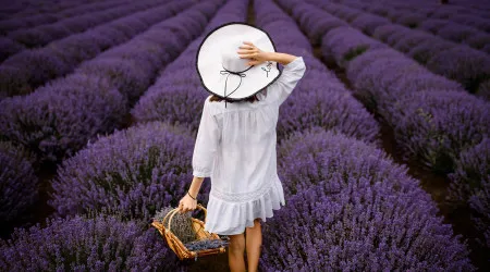 França está em flor! Os melhores locais para ver os campos de lavanda