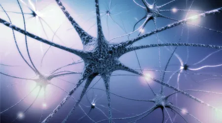 Formação de células cerebrais em adultos continua até idade avançada