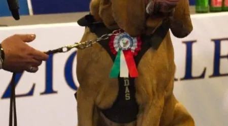 Cão que salvou nove pessoas encontrado morto. Meloni lamenta "ato vil"