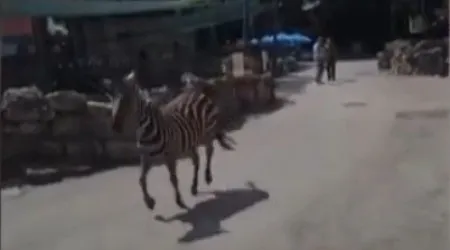 Zebra que escapou de zoo na Sérvia causa ferimentos em três pessoas
