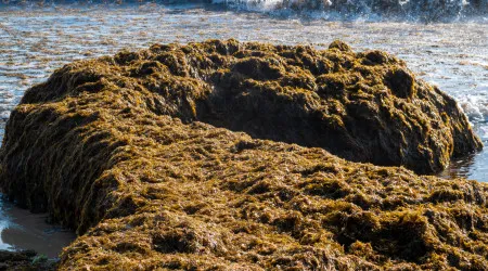 Macroalga invasora pode ser "problema grave" para turismo do Algarve