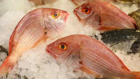 Só conhece o 'cachucho' de Georgina? Também é um peixe e temos receitas