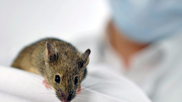 Cientistas produzem vacina que protegeu ratos contra vírus da gripe