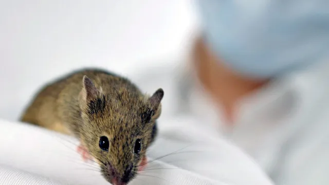 
                    Cientistas produzem vacina que protegeu ratos contra vírus da gripe
                