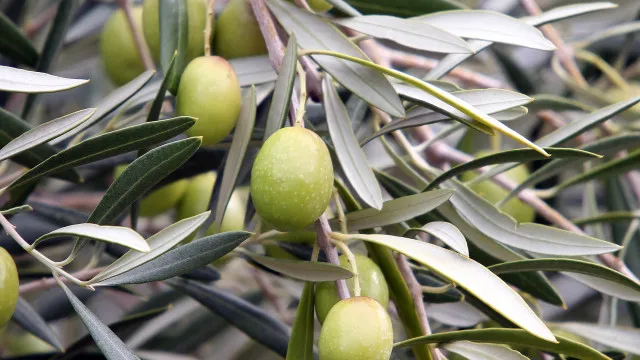 UE com boas previsÃµes agrÃcolas, mas produÃ§Ã£o de azeite deve recuar