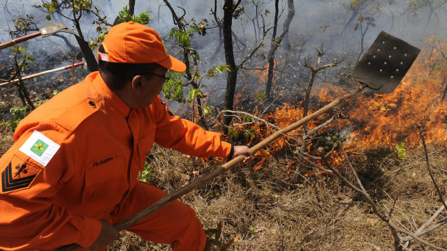 Área queimada da Amazônia em 2024 foi maior do que totalidade da Bélgica