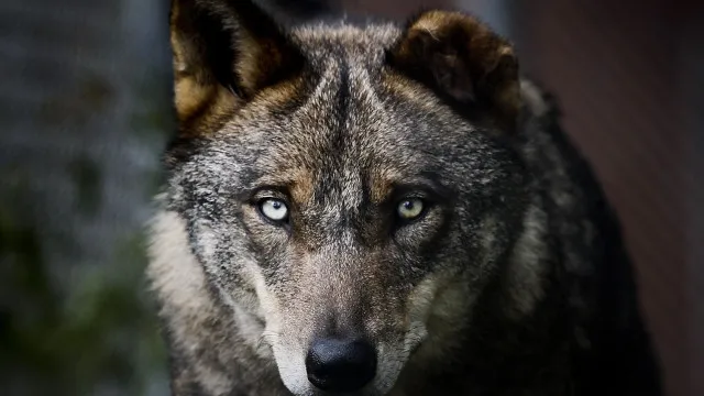 
                    Criadores no limite da paciência face ausência de medidas para travar lobo
                