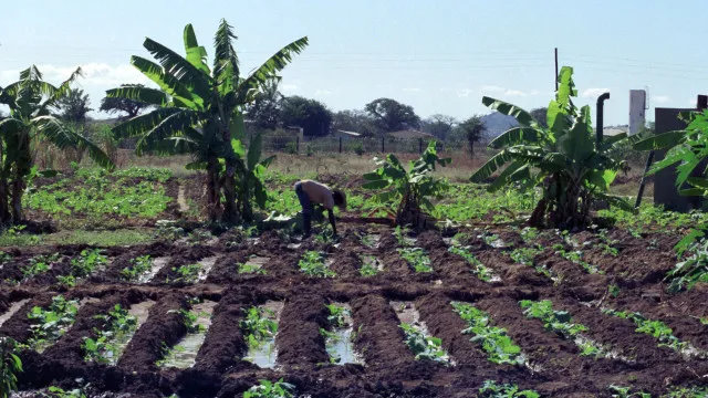 
                    Moçambique pede desbloqueio de fundos internacionais para irrigação
                