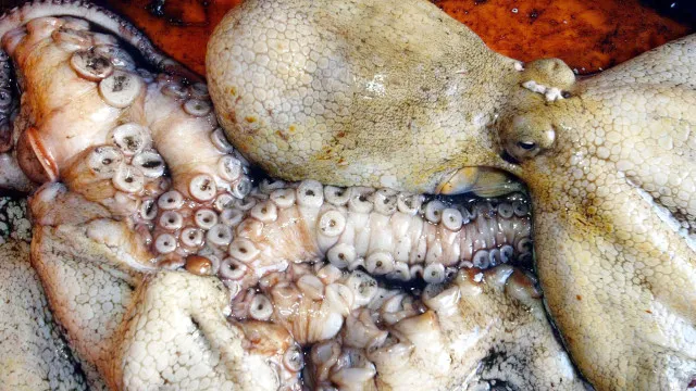 
                    Suspenso defeso do polvo no Algarve devido a perdas do mau tempo
                