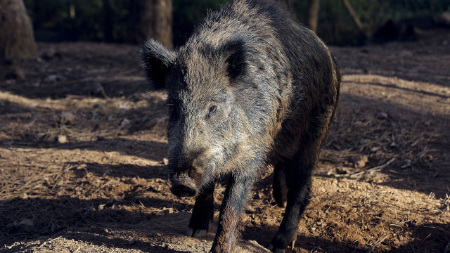 Espanha pode abater 60 mil javalis após foco de peste suína africana