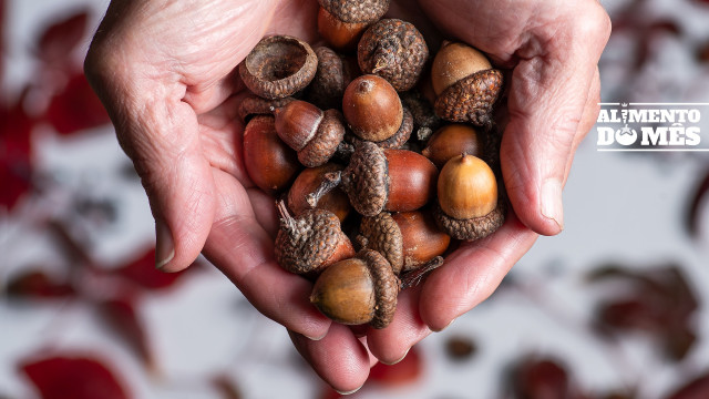 Tudo o que tem de saber sobre a bolota (e uma receita a experimentar!)