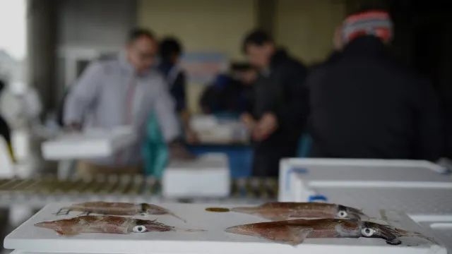 
                    Investigação revela: Pesca de lula é destrutiva em três oceanos
                