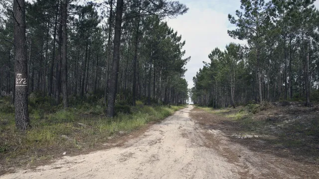 Lei que inclui limpeza de matas por reclusos avanÃ§a a 1 de setembro