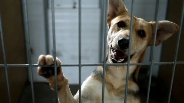 Resgate animal integrado nos planos de proteÃ§Ã£o civil a partir de sÃ¡bado