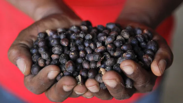 
                    Timor-Leste: BAD reforça produção do café e segurança alimentar
                