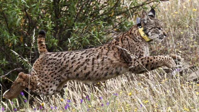 
                    População de lince-ibérico cresceu 95% em 4 anos para 2.663 exemplares
                