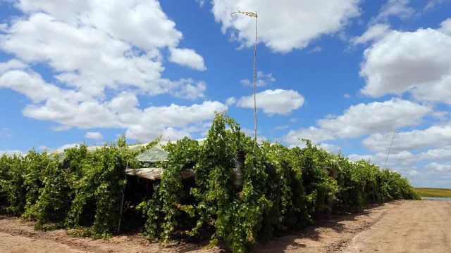 Calor intenso antecipa vindima que no Alentejo comeÃ§ou em julho