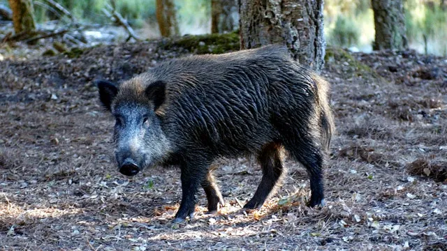 ProprietÃ¡rios de Sintra-Cascais pedem controlo de javalis