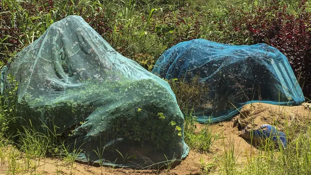 MalÃ¡ria matou 47 pessoas em 6 meses na provÃncia moÃ§ambicana de Nampula