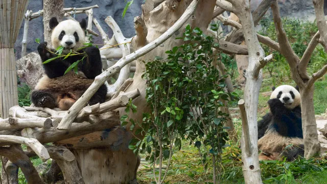 
                    Primeiros pandas nascidos em Macau deixam a região em outubro
                
