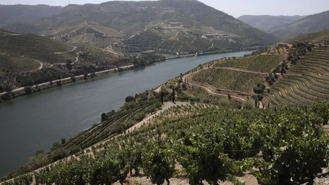 Protesto de viticultores no Douro pede escoamento de uvas a preÃ§os justos