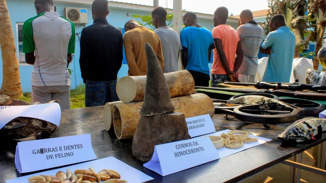 
                    Associação de Caçadores de Angola alerta para gravidade da caça furtiva
                