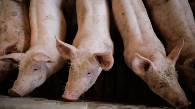 
                    Surtos de peste suína aumentam 76% em porcos na União Europeia em 2025
                