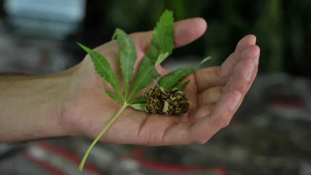 
                    MP acusa rede de tráfico que usava canábis medicinal como fachada
                