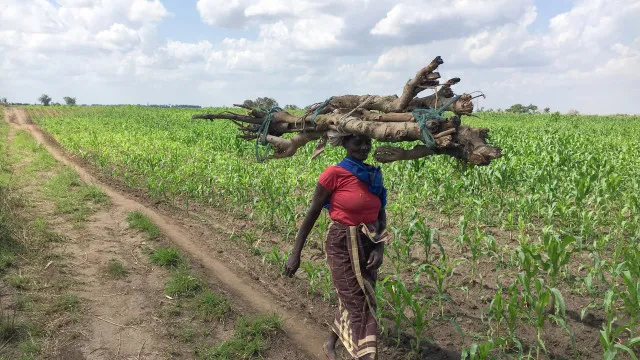 Moçambique capacita 255 mil agregados sobre cadeia de valor agroalimentar