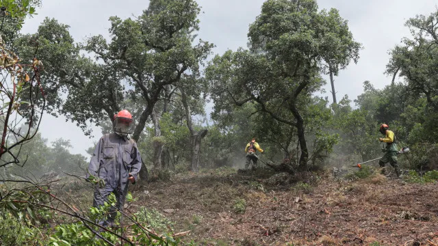 
                    Apoio até 1.500 euros para limpar terrenos alargado a 4 municípios
                