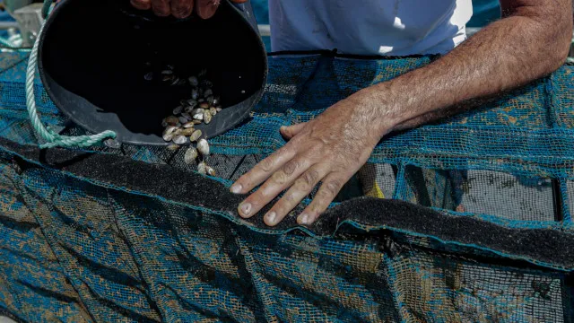 
                    Plataforma para monitorizar amêijoa do Tejo avança em 2027
                