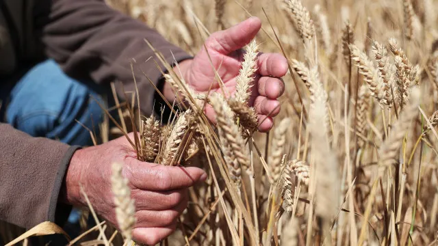 
                    Agricultores portugueses vão receber mais 30 milhões, anuncia o Governo
                