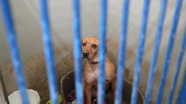 Mais de 120 pessoas identificadas pela PSP e GNR por abandono de animais