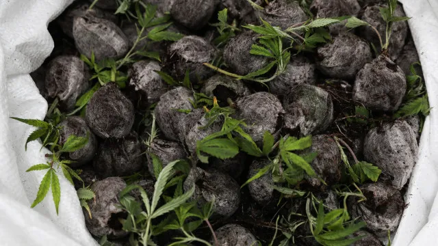 
                    Polícia moçambicana detém cinco pessoas na posse de canábis
                