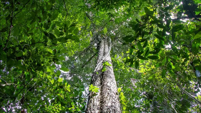 
                    Amazónia tem menor nível de alertas de desmatamento em 10 anos
                