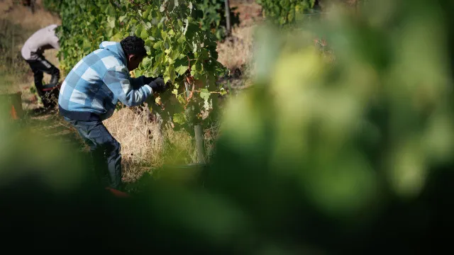 
                    Migrantes que trabalham na agricultura com mais riscos de tráfico humano
                