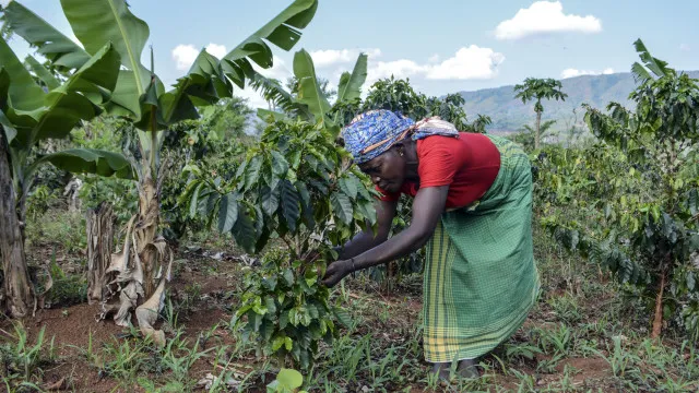 
                    Moçambique quer investir 1.400 milhões para mais produtividade agrícola
                