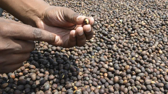 
                    Portugal apoia a produção de mel e café em Moçambique
                