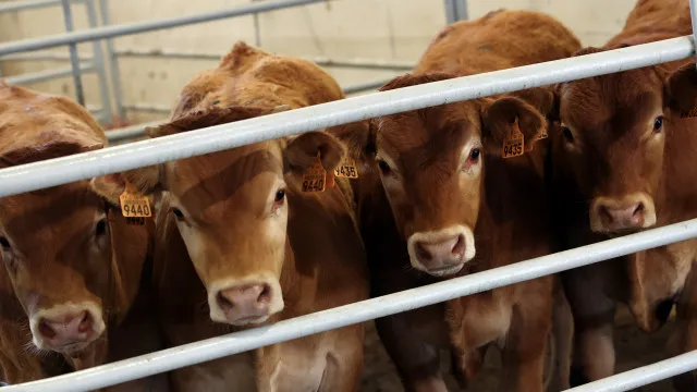 Empresários admitem risco do Brasil deixar de exportar carne para a UE