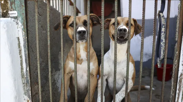 
                    Sobrepopulação é dos principais desafios de centros de recolha de animais
                
