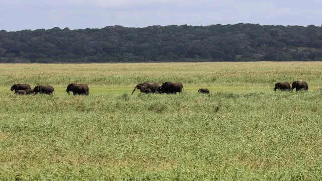 
                    Animais selvagens devastam 12 mil hectares agrícolas em Moçambique
                