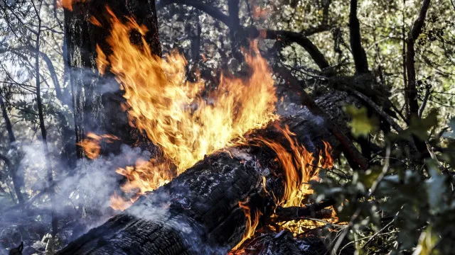 
                    PJ deteve suspeito de atear incêndio dentro da povoação de São Paio
                