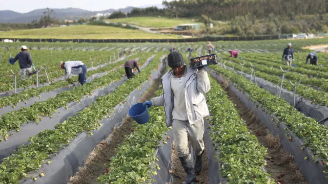 
                    Tribunal da UE anula multa a Portugal sobre gestão de apoios agrícolas
                