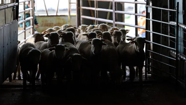 
                    Governo alarga apoios para agricultores afetados por surto de língua azul
                