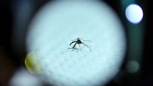 
                    Cerca de 60 mortos por malária na província moçambicana de Niassa este ano
                