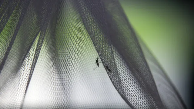 
                    Angola inicia este ano fabrico de mosquiteiros para combater a malária
                