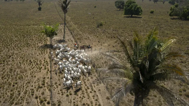 Brasil perdeu 14% da cobertura de vegetaÃ§Ã£o nativa em 41 anos